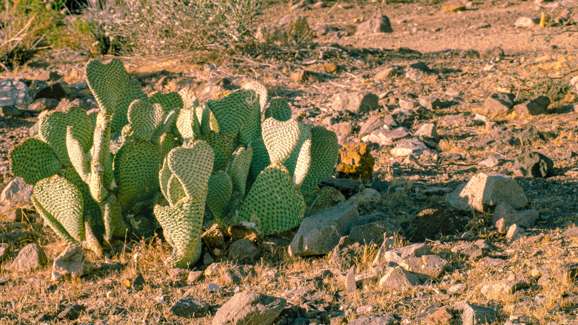 Cacti in the Mountains WordPress