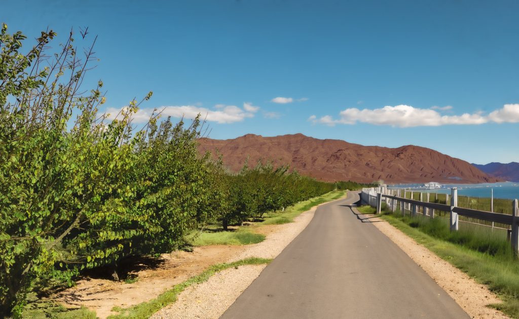 A peaceful stretch of desert road lined with native trees and shrubs, leading toward Nevada’s red mountains under a clear summer sky.